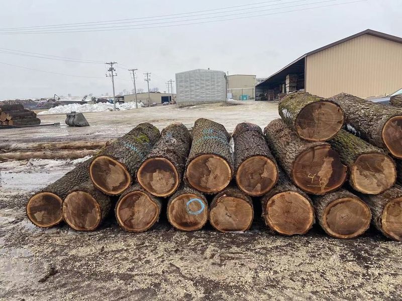 Porcellana Dongguan Yinghui Wood Industry Co., Ltd. Profilo Aziendale